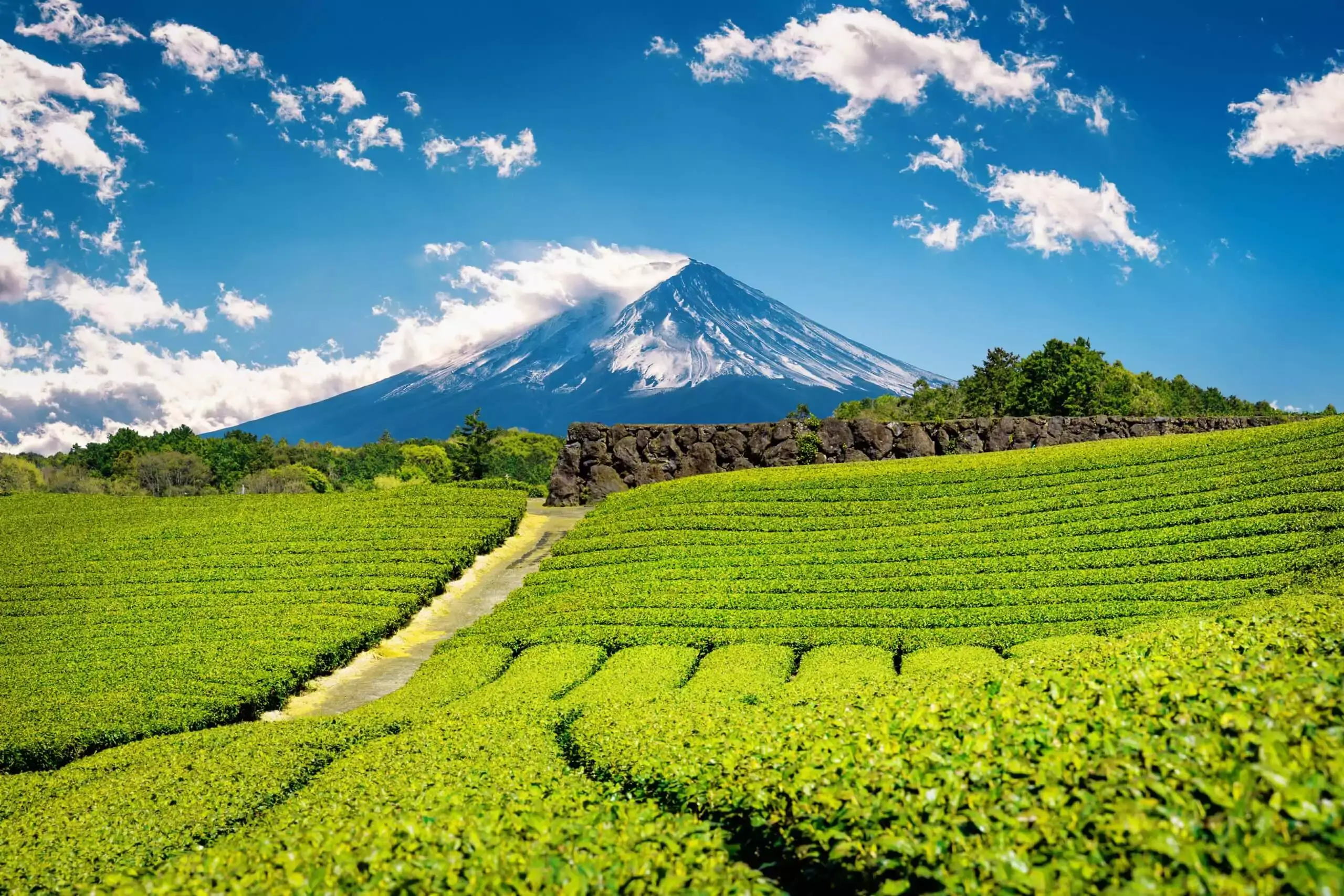 Shizuoka - Japan